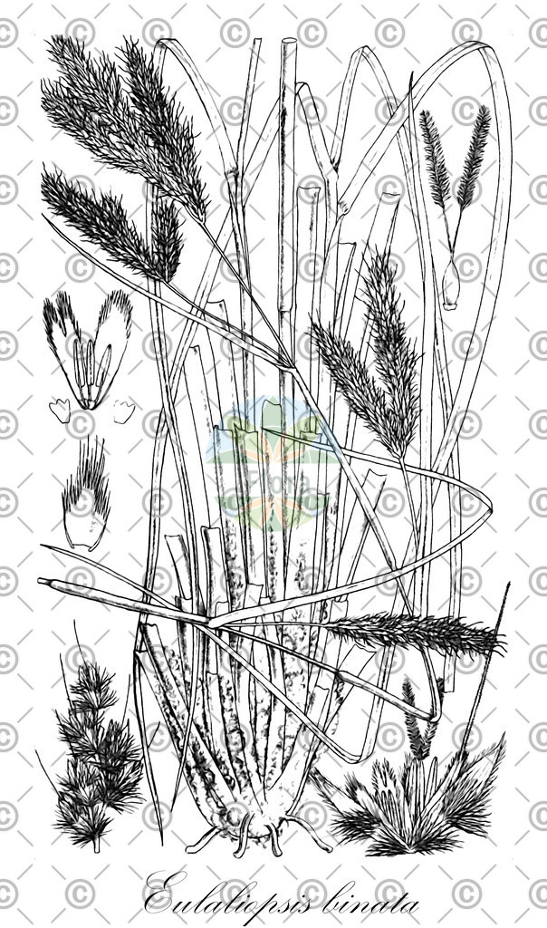 HistAbb_wfo-1000001414_1_ENZY_Simple | Historische Abbildung von Eulaliopsis binata - Poaceae | Historical Illustration of Eulaliopsis binata - Poaceae