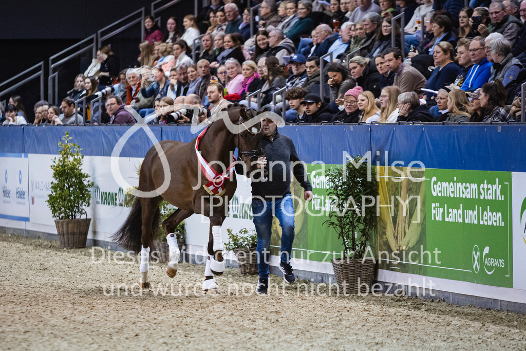 250108_Muenster_Hengstpräsentation-105 | Deine schönsten Turniermomente als professionelle Fotos! Entdecke hochwertige Pferdesport-Fotografie im Online-Shop. Jetzt Fotos finden & bestellen!