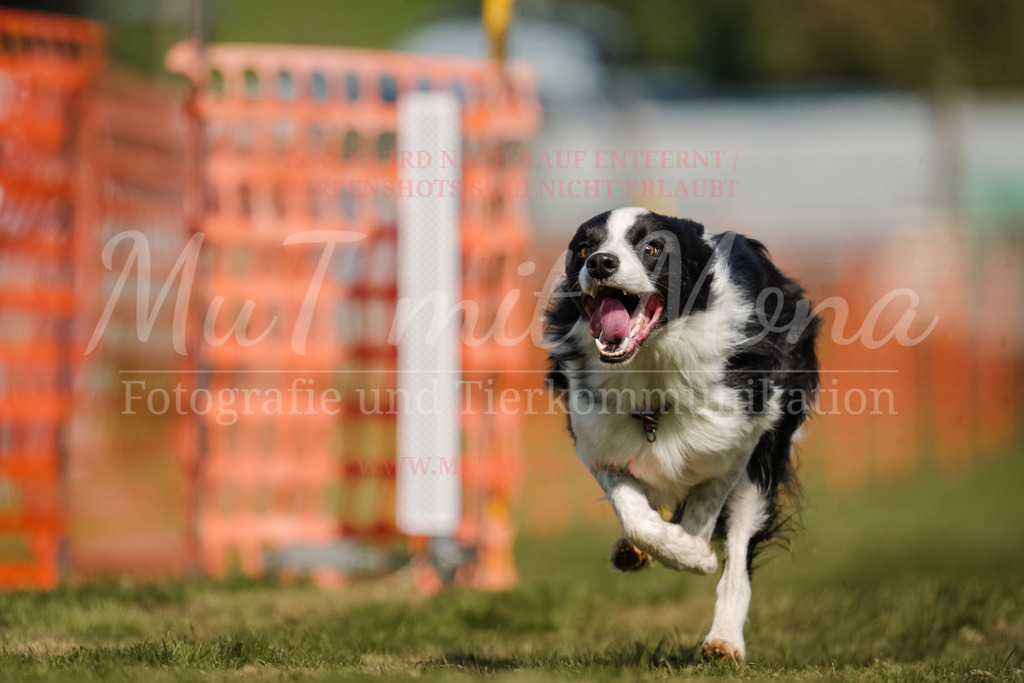 20250928_Hunderennen-615 | MuT (Mensch und Tier) mit Mona - Fotografie und Tierkommunikation - Realisiert mit Pictrs.com