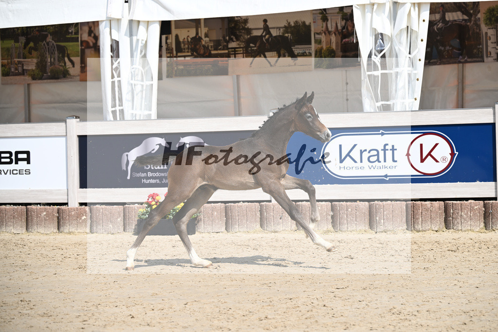 Dia Corrado x Carpalo_HF_Stierle_12250299 | hf-fotografie - Realisiert mit Pictrs.com