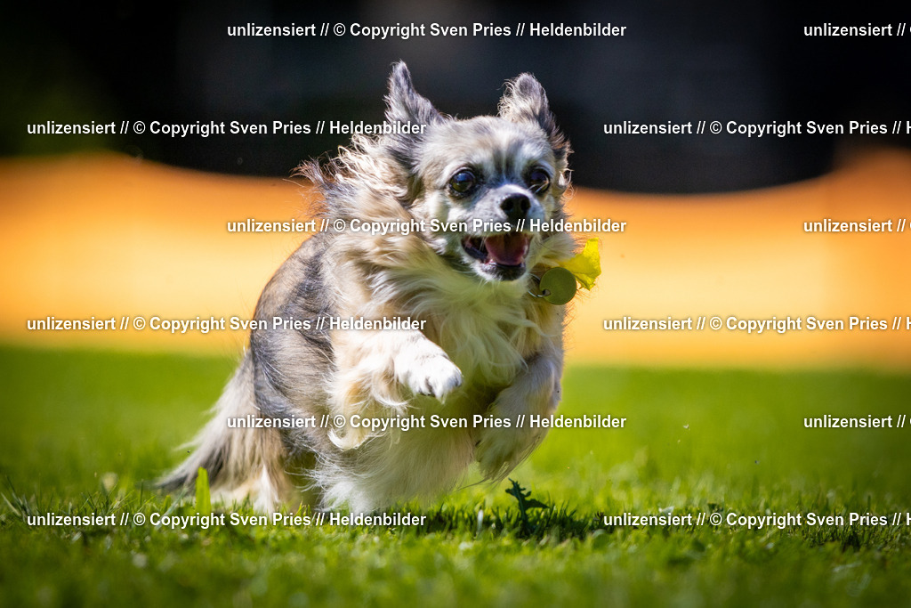 Sven Pries | 2025-08-10 - Hunderennen Durlach - Realisiert mit Pictrs.com