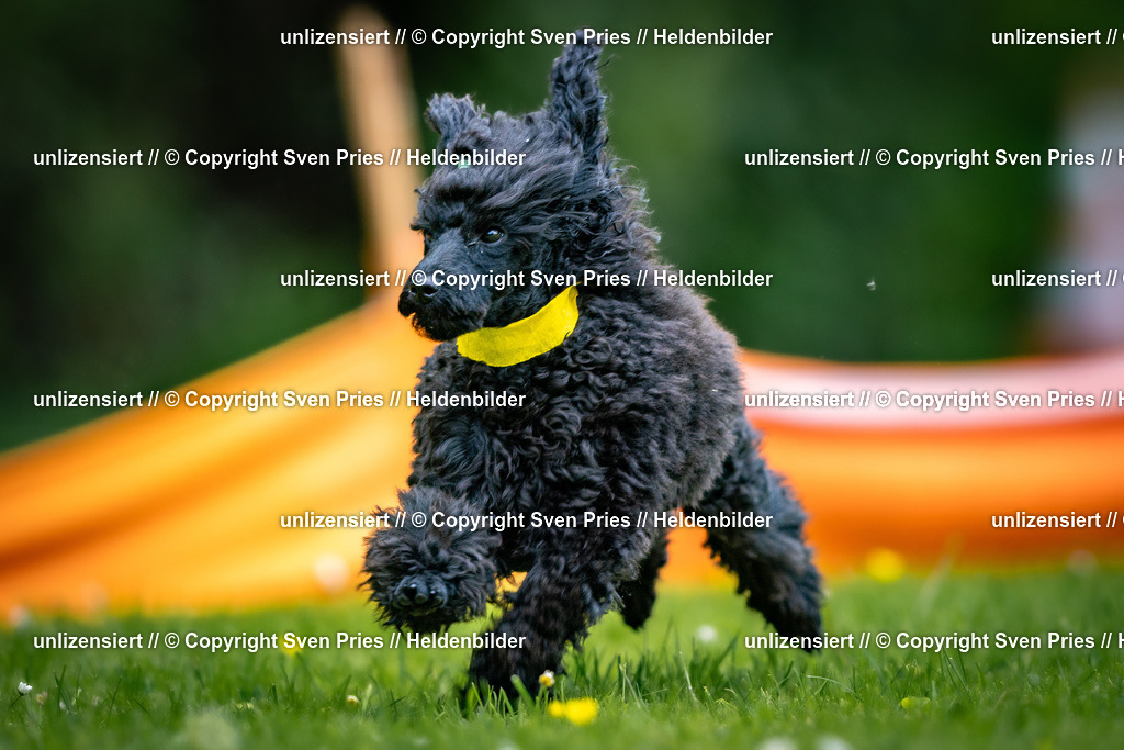 Sven Pries | 2026-05-14 - Hunderennen KA Durlach Vatertag 2026 - Realisiert mit Pictrs.com