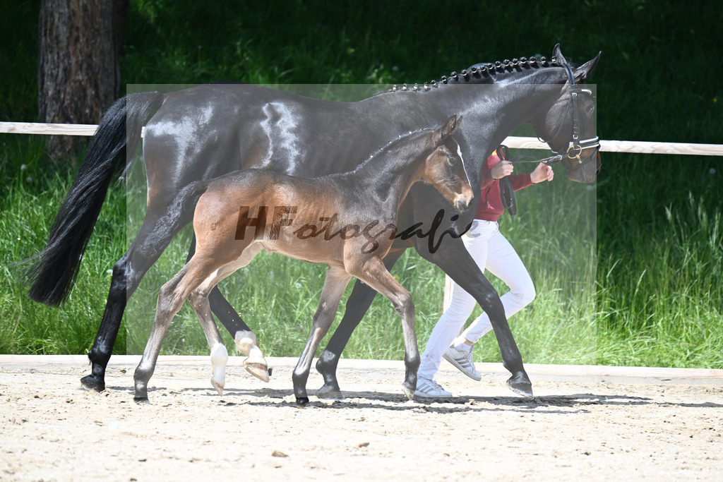 Sebastino PS x Desiderio_SF_Gestuet Greim_11240559 | hf-fotografie - Realisiert mit Pictrs.com