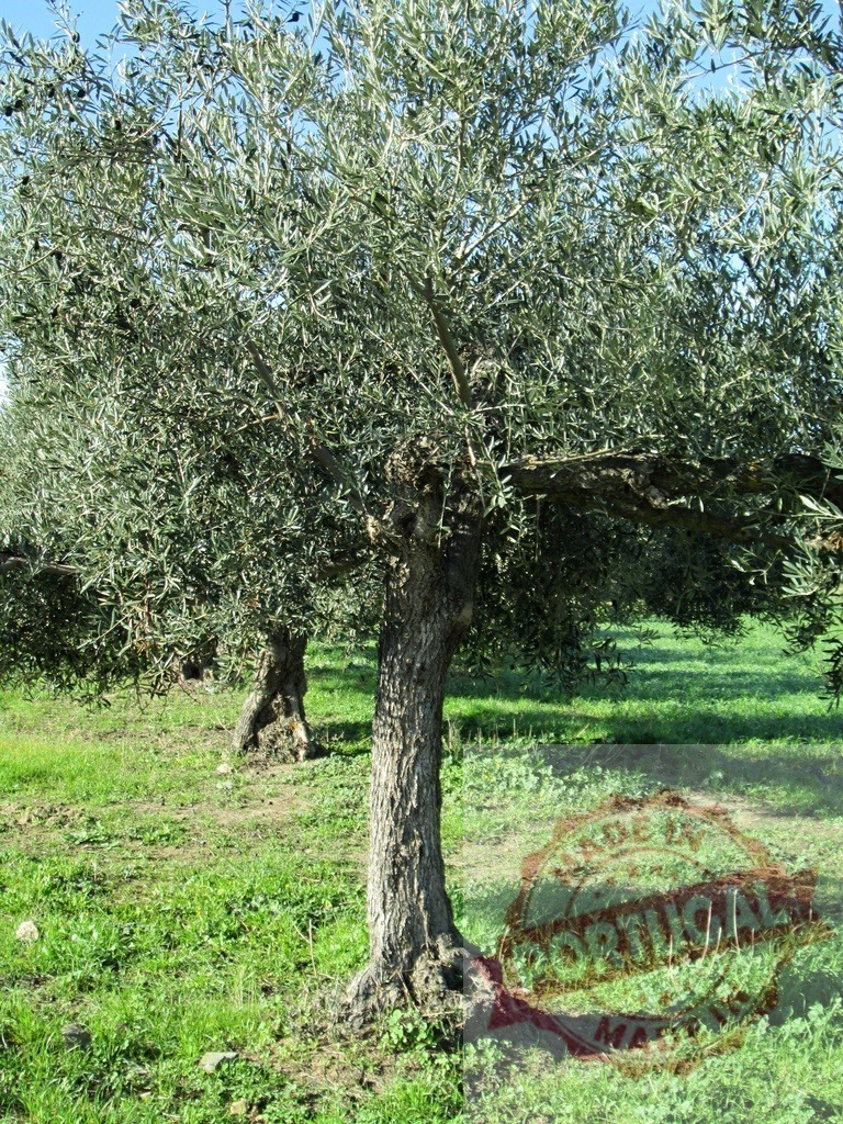 Old olive tree growing in green orchard | Old olive tree with green foliage on a sunny day in the Mediterranean region - Realized with Pictrs.com