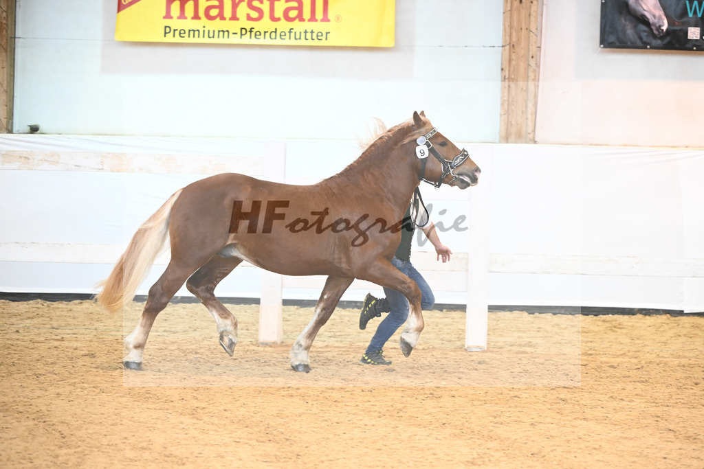 Kat-Nr. 9 v. Vachendorf_Lapper_6240076 | hf-fotografie - Realisiert mit Pictrs.com
