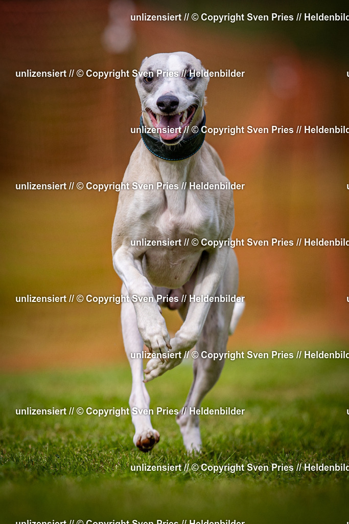 Sven Pries | 2024-09-22 - Hunderennen Baden-BadenPudelverein - Realisiert mit Pictrs.com