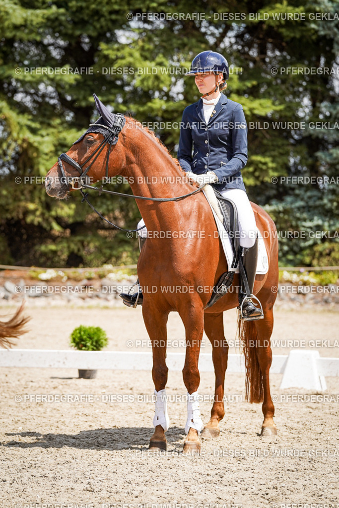 DSC01734 | Pferdegrafie