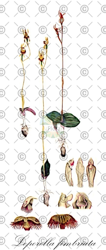 HistAbb_wfo-0001102163_1_ENZY_Simple | Historische Abbildung von Leporella fimbriata - Orchidaceae | Historical Illustration of Leporella fimbriata - Orchidaceae