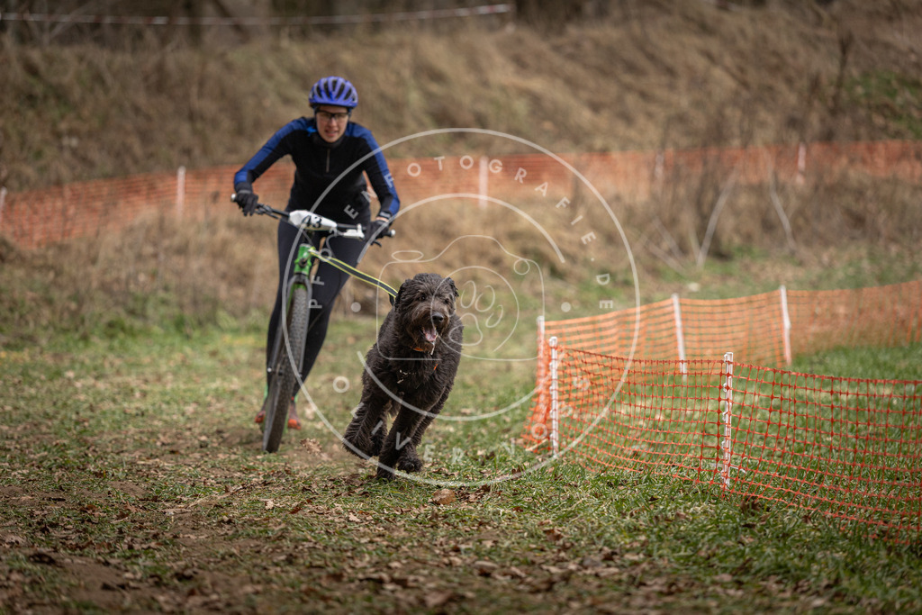 Pfotenfotografie_DV3A0628 | Hundefotografie, Tierfotograf, Pfotenfotografie, Fotoshooting Hund, Hunde Portrait, Hundesport, Hundeportraits, Heideshooting, Hunde, Sportfotograf, Hundefotograf, Turnierhundsport, THS,  - Realisiert mit Pictrs.com