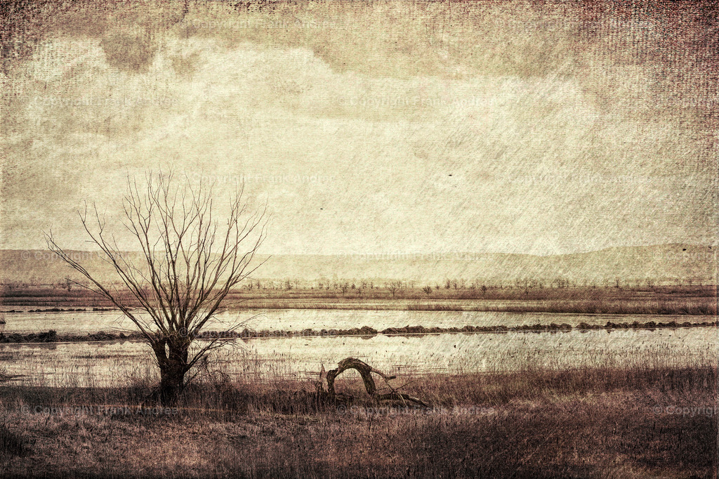 Esperstedter Ried | Eine alte Weide im Esperstedter Ried vor überfluteter Wiesen. Monochrome Landschaftsfotografie - Realisiert mit Pictrs.com