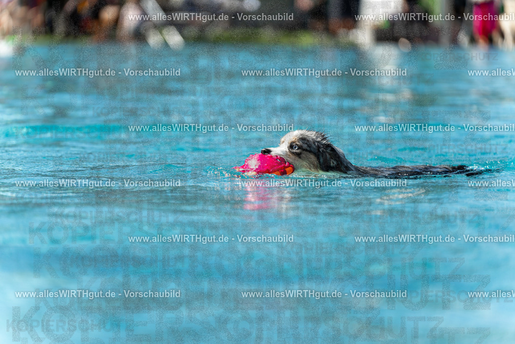 Hundeschwimmen_Volksbad_2026-allesWIRTHgut_Tierfotografie-2609061212-112221-7R500284 | Professionelle Tierfotografie in Mönchengladbach von Daniel Wirth (allesWIRTHgut). Liebevolle & natürliche Bilder von Hunden & Katzen für unvergessliche Erinnerungen.