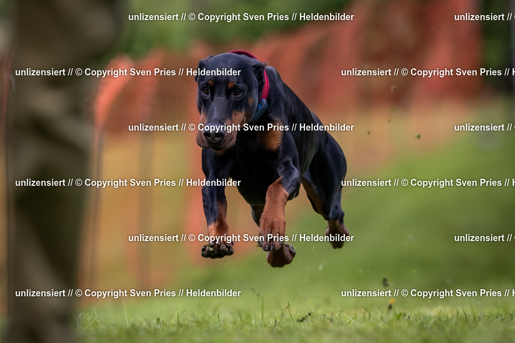 Sven Pries | 2024-04-21 - Hunderennen Baden-Oos
Foto: Sven Pries - Realisiert mit Pictrs.com