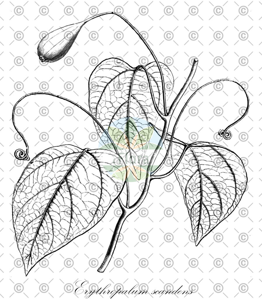 HistAbb_wfo-0000194824_1_ENZY_Simple | Historische Abbildung von Erythropalum scandens - Olacaceae | Historical Illustration of Erythropalum scandens - Olacaceae