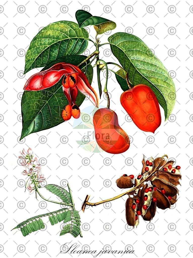 HistAbb_wfo-0000137543_1_ENZY_Simple | Historische Abbildung von Sloanea javanica - Elaeocarpaceae | Historical Illustration of Sloanea javanica - Elaeocarpaceae