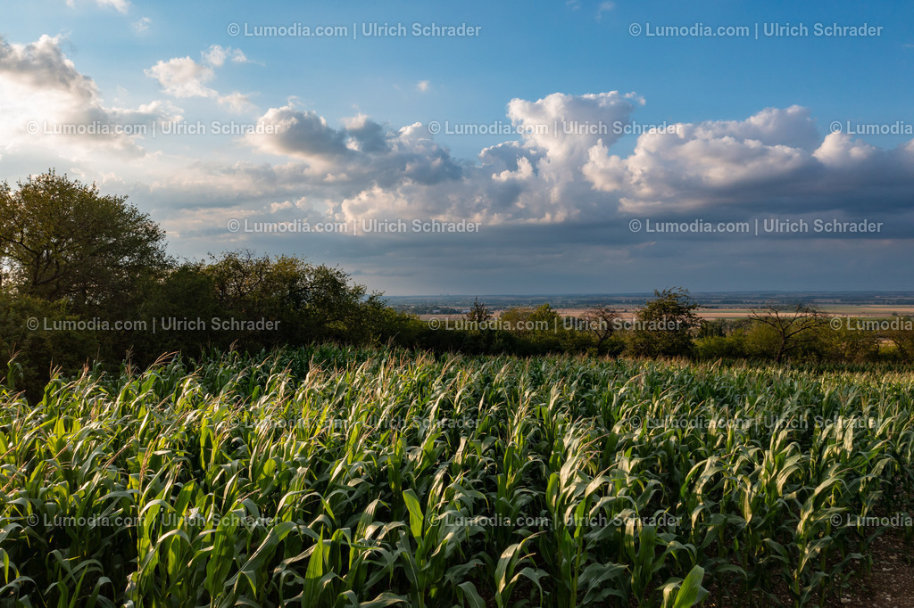 10049-51987 - Landschaft bei Eilenstedt | Stockfoto und Bilderpool mit Bildmaterial aus Deutschland, dem Harz, Halberstadt, Quedlinburg, Wernigerode und weltweit. Qualitativ hochwertige und professionelle Fotos anschauen und kaufen. - Realisiert mit Pictrs.com