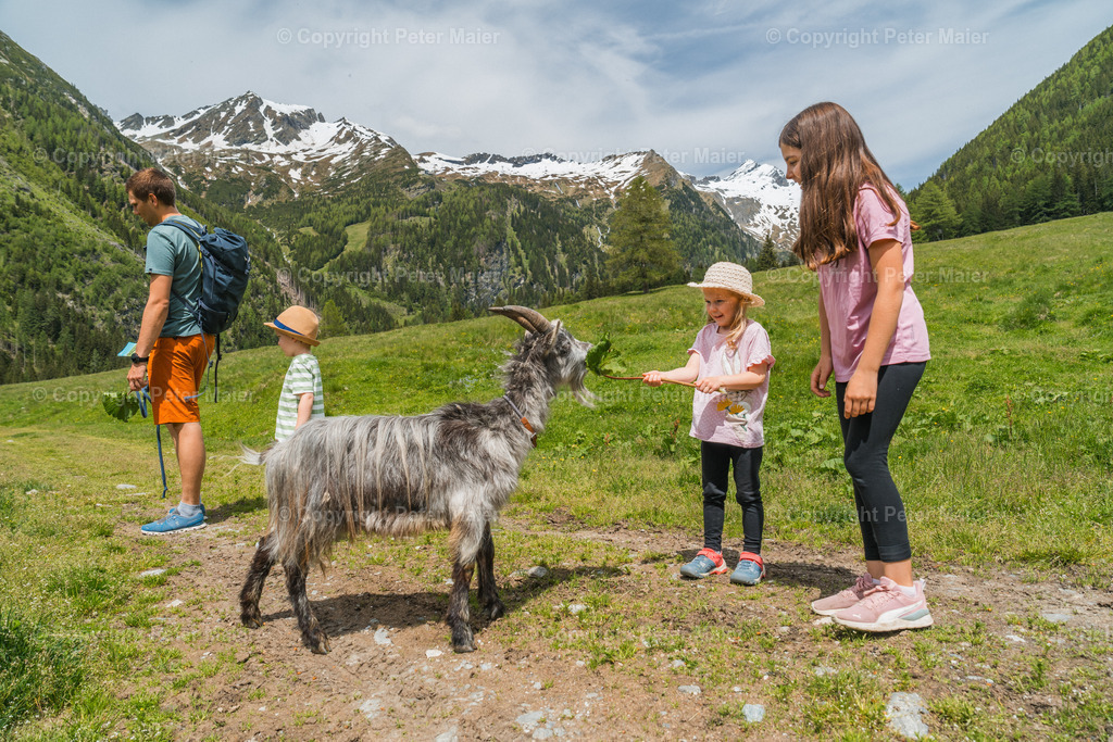 Rent_a_Goas_2024-373 | piet_flosse