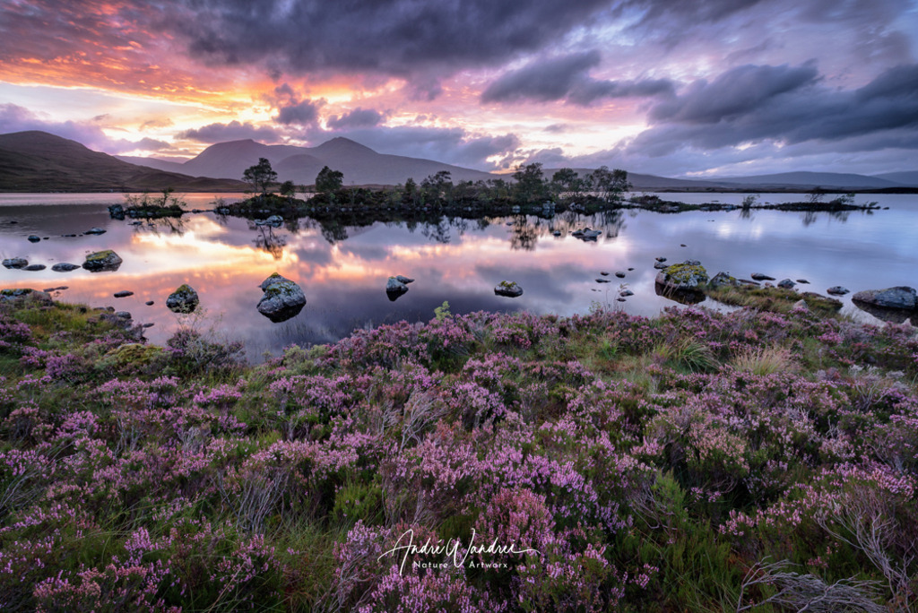 Purple Paradise | Andre Wandrei - Nature Artworx - Realisiert mit Pictrs.com