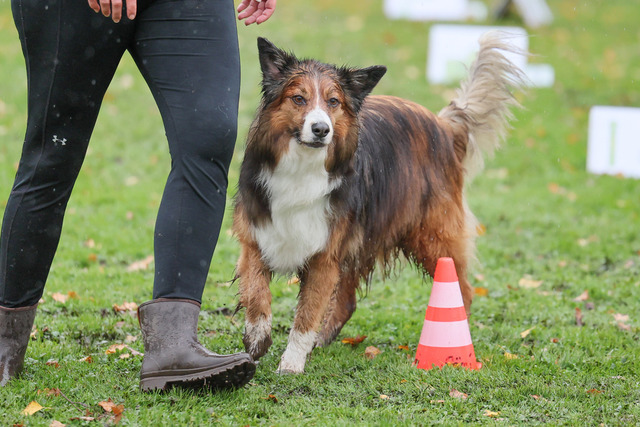 2025_Rally_Obedience_SM-179 | Ich fotografiere Hundeausstellungen, Sportanlässe, Zuchtstätten, Hundezucht, Hundeportrait, Lagotto - Realisiert mit Pictrs.com