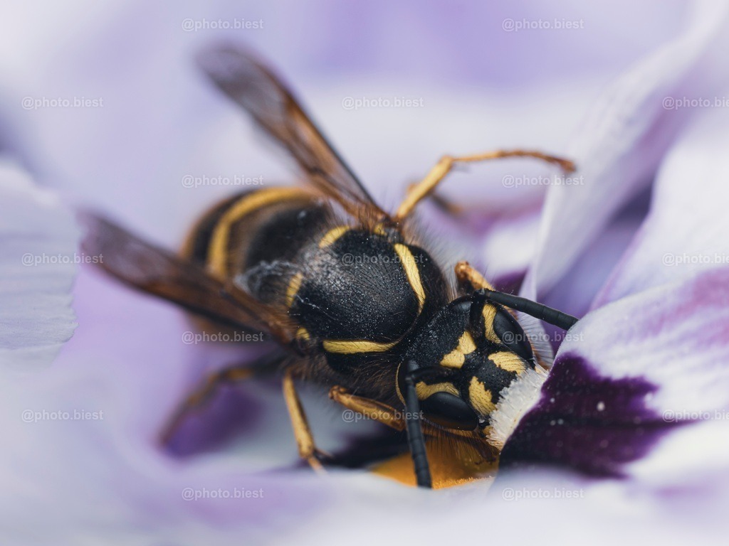 IMGC1487 | photobiest - Realisiert mit Pictrs.com
