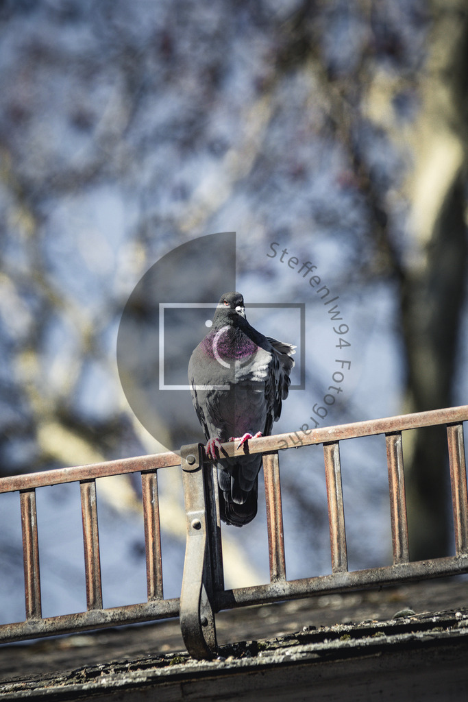 Stadttaube Wandbild | Ich bin Fotograf und auf meiner Webseite hast du die Möglichkeit meine fotografie als Wandbilder druckfertig für dein Zuhause zu bestellten. - Realisiert mit Pictrs.com