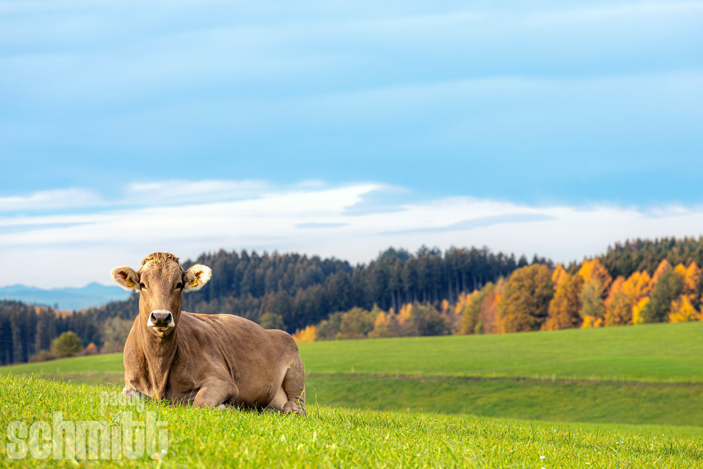 PS-Tiere-2026-34 | Entdecke die größte Bildgalerie der Region mit Fotografien aus dem Allgäu, der Bodenseeregion, Oberschwaben, dem Donautal und der Schwäbischen Alb. Landschaften, Luftaufnahmen und Reisefotografie als Wandbild und Fotokunst. - Realisiert mit Pictrs.com