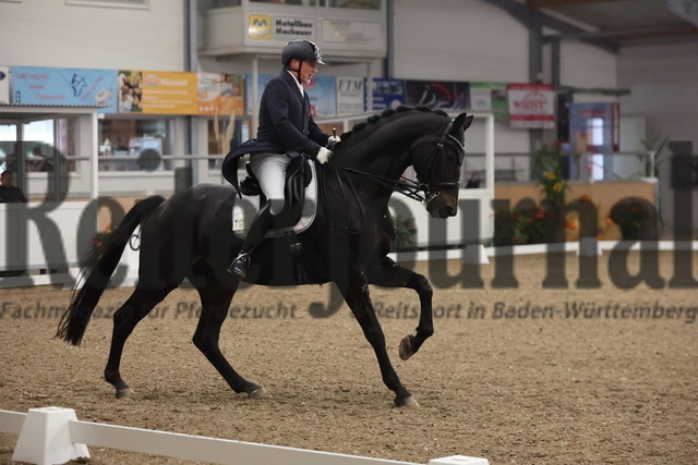 Waghäusel-Wiesental_2024_Prfg.Nr.04_Inter I_Friedrich Steisslinger_Sir Toivo (4) | Alle Fotos der Reiterjournal Fotografin Doris Matthaes im Reiterjournal Online-Fotoshop. - Realisiert mit Pictrs.com