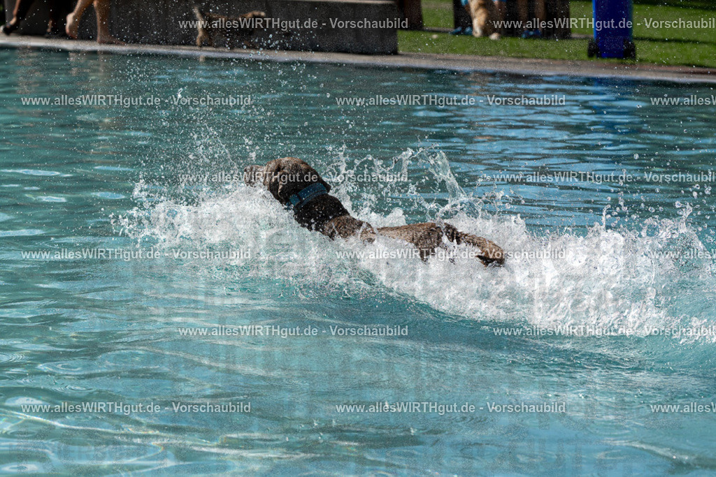 Hundeschwimmen_Volksbad_2026-allesWIRTHgut_Tierfotografie-2609061531-FAY07242 | Professionelle Tierfotografie in Mönchengladbach von Daniel Wirth (allesWIRTHgut). Liebevolle & natürliche Bilder von Hunden & Katzen für unvergessliche Erinnerungen.
