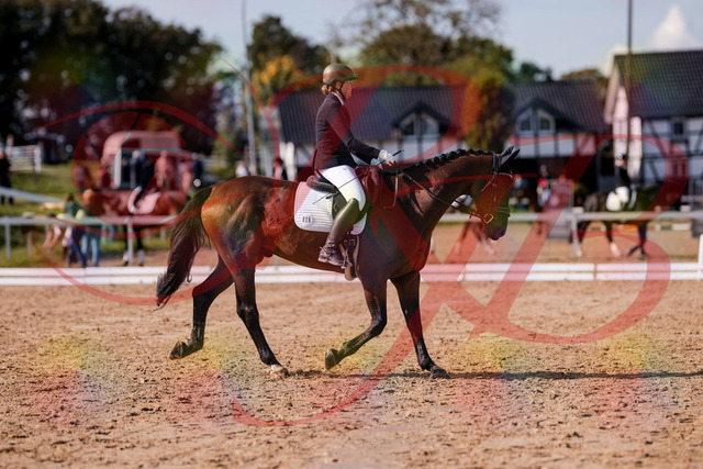 2026_10_03_Siefer-Hof_130220_Z81_56157756 | Professionelle Reitsport-, Turnier- und Eventfotografie von Robert Broda. Galerien mit ausgewählten und bearbeiteten Bildern direkt online ansehen und bestellen.