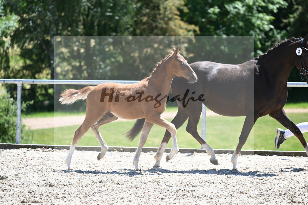 Kat-Nr. 3 HF Thuraus Giotto_Hummer_16230618 | hf-fotografie - Realisiert mit Pictrs.com