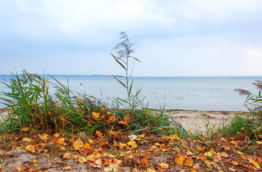 Wandbild: Herbstlicher Weg am Strand in Holnis | Dieses Wandbild im Querformat zeigt Herbstblätter auf dem Weg am Strand in Holnis. Am Himmel sind viele Wolken zu sehen.  - Realized with Pictrs.com