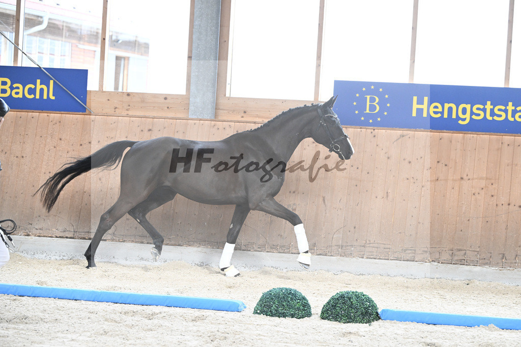 Kat-Nr. 95 Sansaro v. Sir Donnerhall_Hoffmann_7241685 | hf-fotografie - Realizzato con Pictrs.com