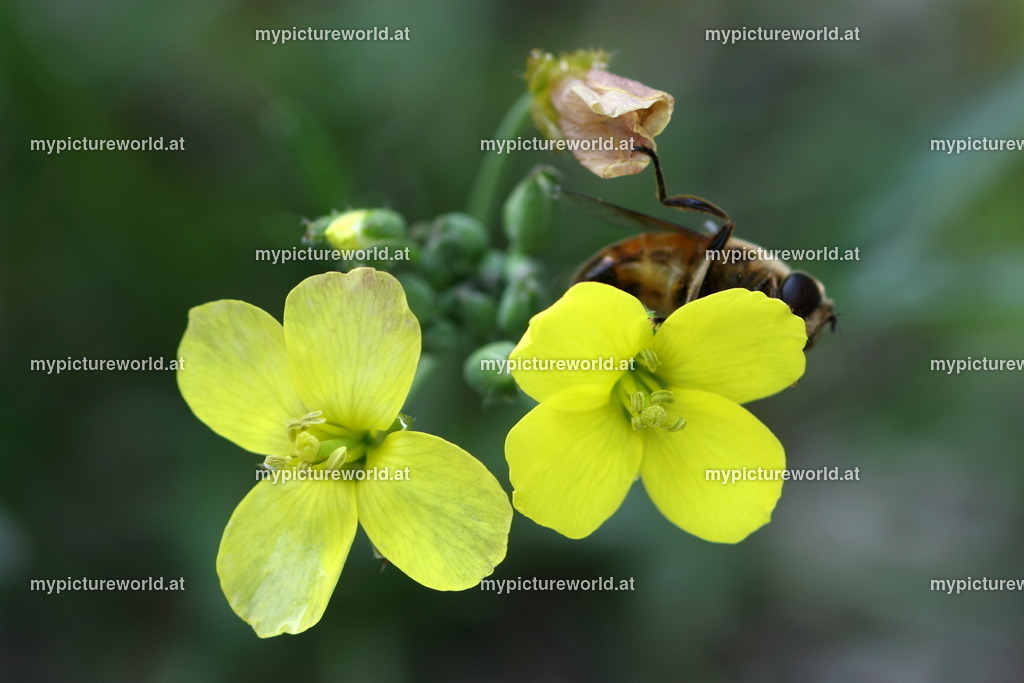 Schmalblättriger Doppelsame-001 | Das Bilderarchiv über Tiere, Planzen und Landschaften. In der Bilddatenbank finden Sie ein große Auswahl an hochwertigen Bilder für Ihre Werbung - Realized with Pictrs.com