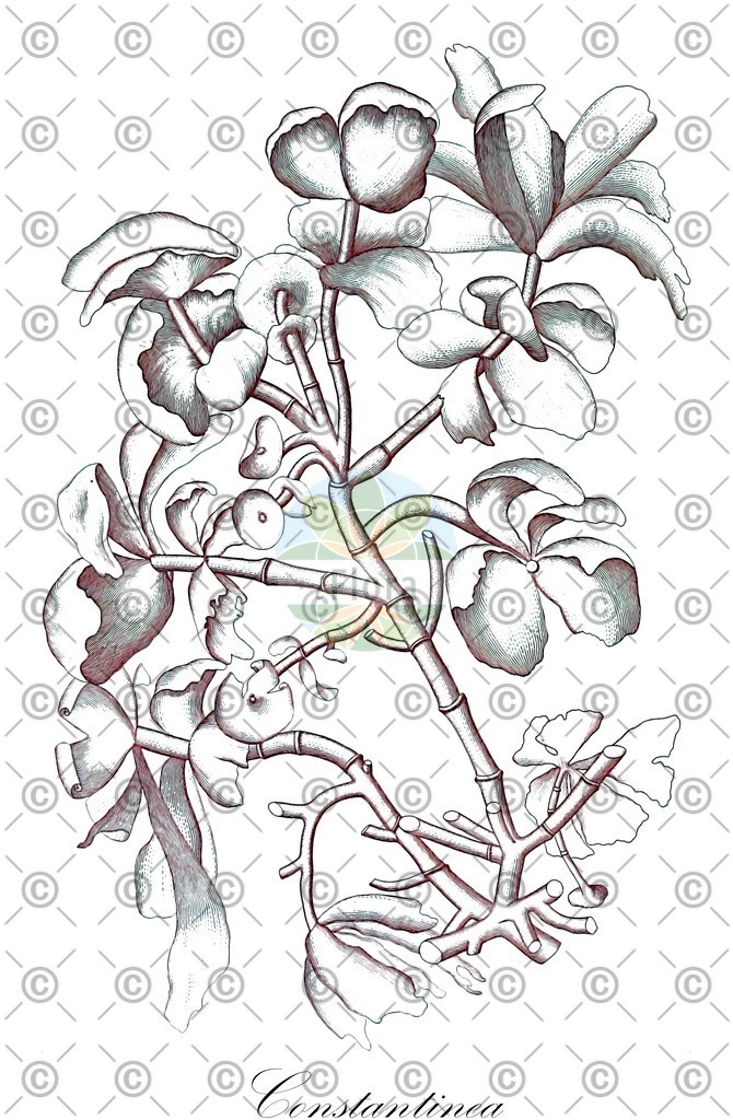 HistAbb_3THF_2_ENZY_Simple | Historische Abbildung von Constantinea - Dumontiaceae (0) | Historical Illustration of Constantinea - Dumontiaceae (0)