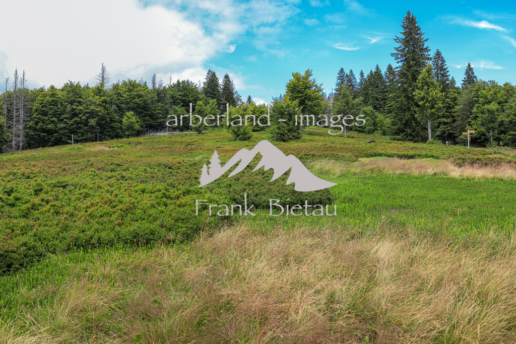 OE7A2498-Pano | der Lindberger Schachten, einer der schönsten Schachten im Nationalpark Bayerischer Wald auf 1144m.