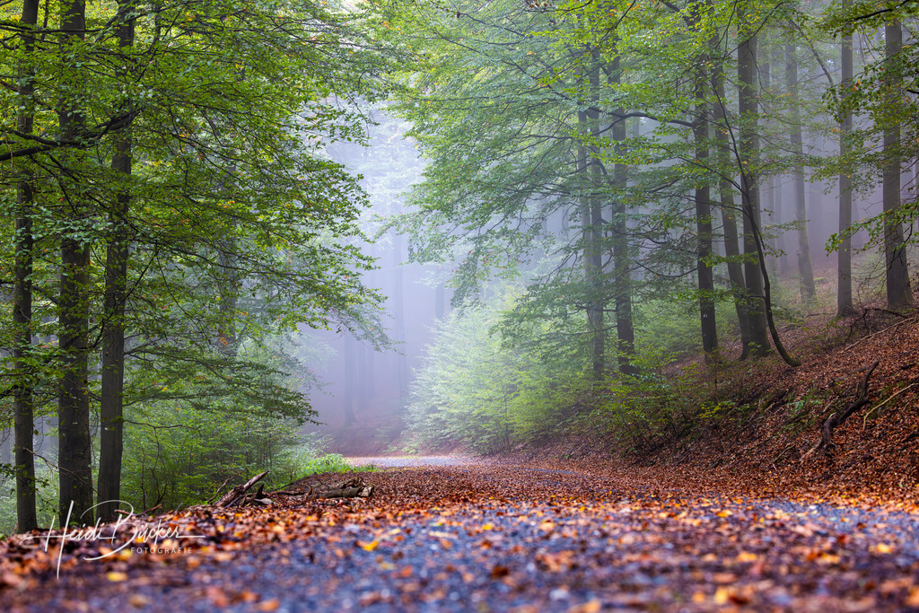 Weg durch einen nebeligen Buchenwald | Weg durch einen nebeligen Buchenwald - Realisiert mit Pictrs.com