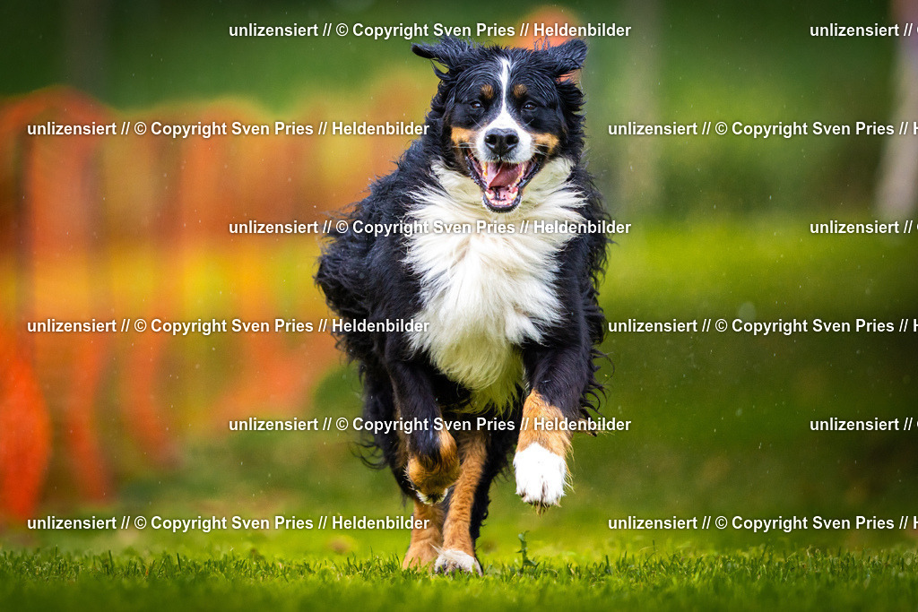 Sven Pries | 2025-09-21 - Hunderennen Baden-Oos - Realisiert mit Pictrs.com