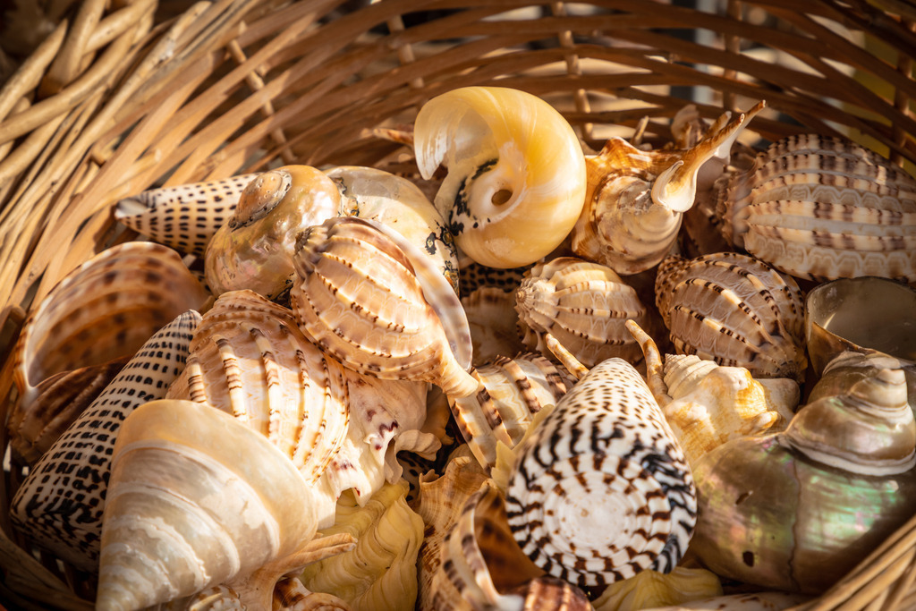 Muscheln | fotografie-bernd-pfalzgraf - Realisiert mit Pictrs.com