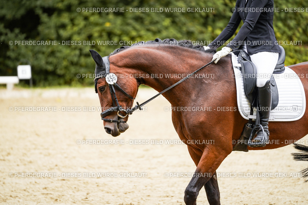 DSC00542 | Pferdegrafie