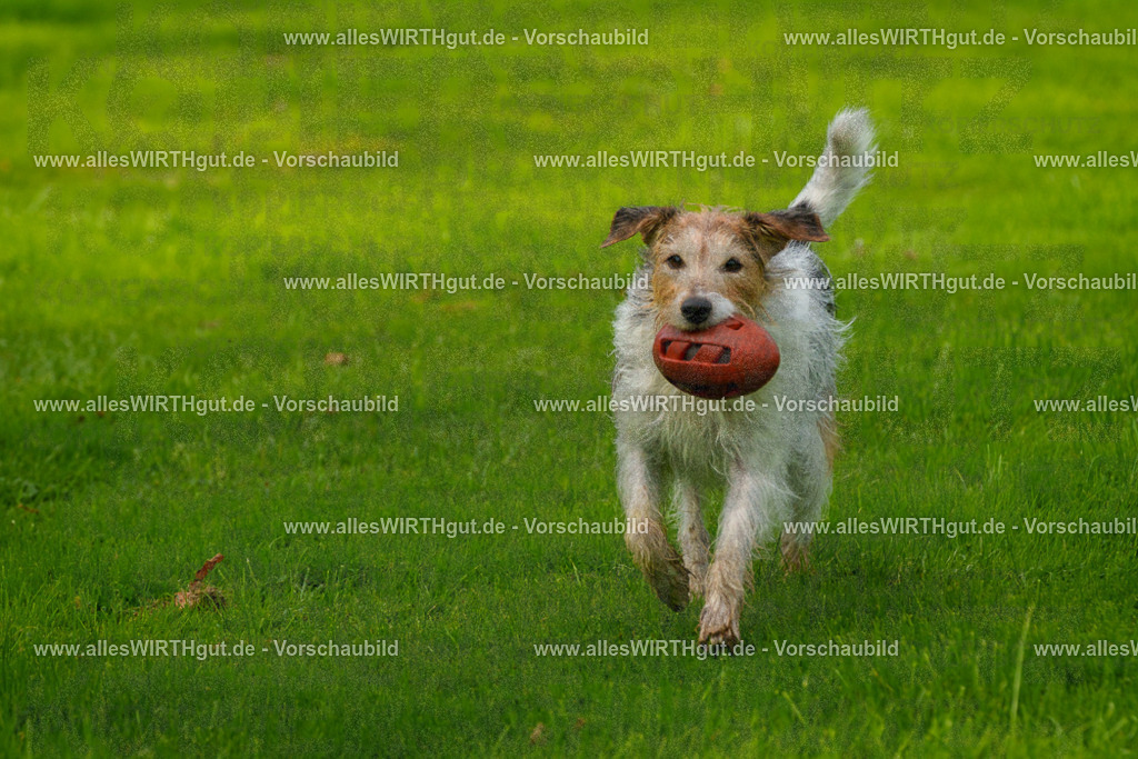 Hundeschwimmen_Grefrath_2026-allesWIRTHgut_Tierfotografie-11_21-FAY08277 | Professionelle Tierfotografie in Mönchengladbach von Daniel Wirth (allesWIRTHgut). Liebevolle & natürliche Bilder von Hunden & Katzen für unvergessliche Erinnerungen.