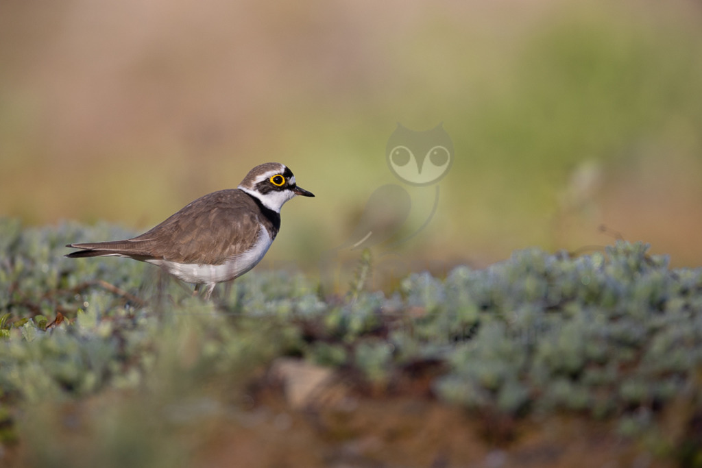 20220428065227 | Der Bildershop von www.natur-focus.de bietet ihnen den einfachen Kauf von Bildmaterial per Download aus allen Bereichen der Natur. In den Galerien finden sie Landschaftsfotos, Tierbilder und natürlich auf Pflanzenfotos. - Realisiert mit Pictrs.com