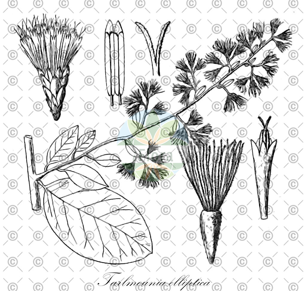 HistAbb_wfo-0000411212_1_ENZY_Simple | Historische Abbildung von Tarlmounia elliptica - Asteraceae | Historical Illustration of Tarlmounia elliptica - Asteraceae