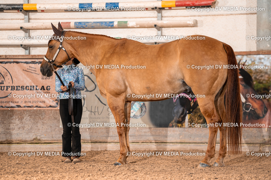 LM Heiligenwald Tag 1-29 | dv-media-shop - Realisiert mit Pictrs.com