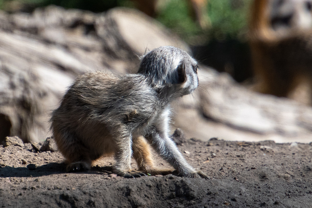Safariland Stukenbrock | #safarilandstukenbrock #freizeitparkinfos #tiere #animals #fotografie #nikon #nikondaily #nikonswitzerland #nikongermany #natur #landschaft #landscape - Realisiert mit Pictrs.com