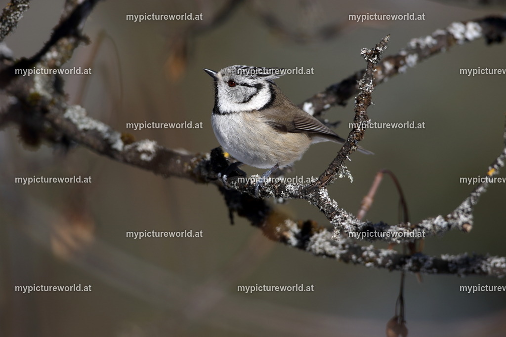 Haubenmeise-026 | Das Bilderarchiv über Tiere, Planzen und Landschaften. In der Bilddatenbank finden Sie ein große Auswahl an hochwertigen Bilder für Ihre Werbung - Realized with Pictrs.com