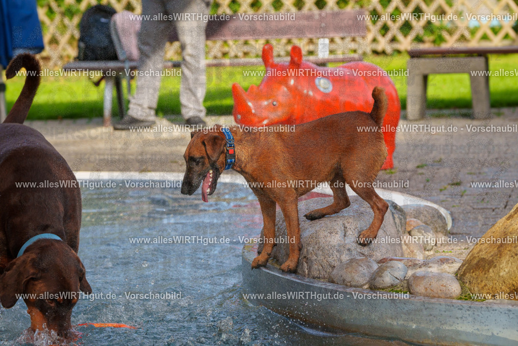 Hundeschwimmen_Grefrath_2026-allesWIRTHgut_Tierfotografie-09_48-FAY07753 | Professionelle Tierfotografie in Mönchengladbach von Daniel Wirth (allesWIRTHgut). Liebevolle & natürliche Bilder von Hunden & Katzen für unvergessliche Erinnerungen.