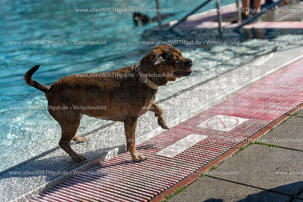 Hundeschwimmen_Volksbad_2026-allesWIRTHgut_Tierfotografie-2609061123-103355-7R509621 | Professionelle Tierfotografie in Mönchengladbach von Daniel Wirth (allesWIRTHgut). Liebevolle & natürliche Bilder von Hunden & Katzen für unvergessliche Erinnerungen.