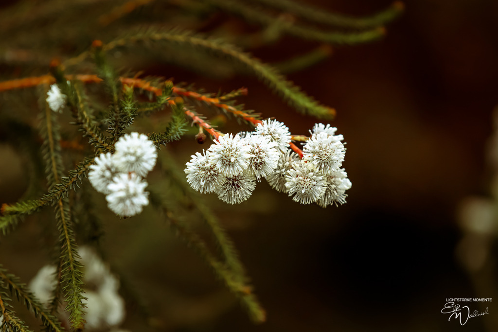 20231007-114243 SOUTHAFRIKA_-1 | Herzlich willkommen auf meiner Seite! Ich bin Elke Wallnisch, Deine Fotografin für lichtstarke Momente. Der Name steht für alles, was mich mit der Fotografie verbindet: Das Licht und seine machtvolle Wirkung auf eine Situation oder unsere Stimmung - Realisiert mit Pictrs.com