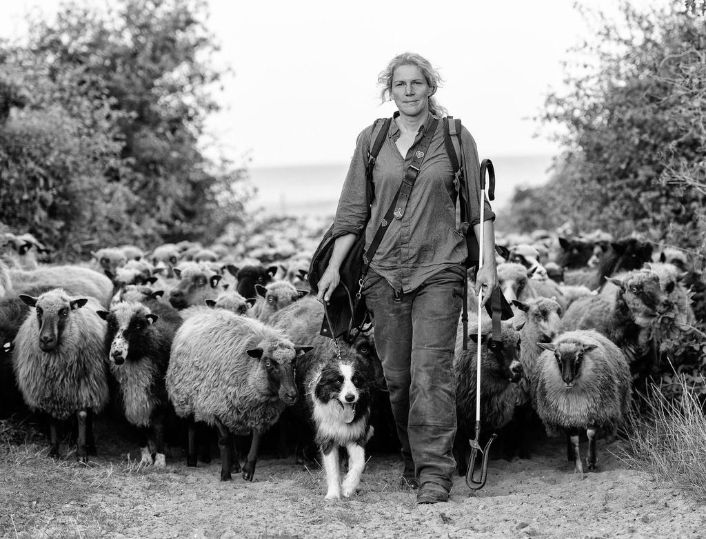 wanderschaefereien-schleswig-holstein-023 | Mit einer Herde von 550 Fjordlandschafen sorgt die Wanderschäferin Uta Wree für die Landschaftspflege in der Braderuper Heide auf Sylt. - Realisiert mit Pictrs.com