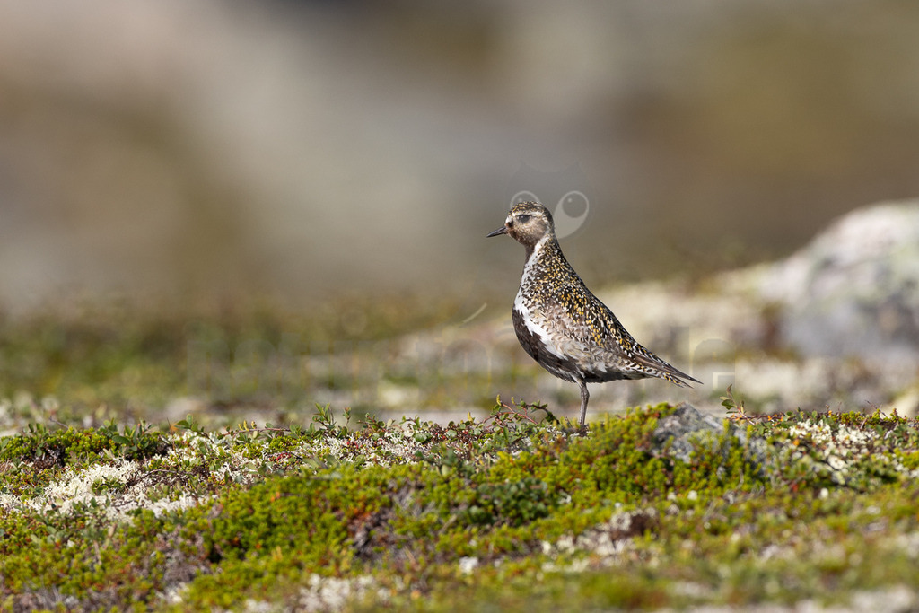 R7NF6086_20240804 | Ein Goldregenpfeifer (Pluvialis apricaria) steht auf einem moosigen und flechtenbewachsenen Boden. Das Gefieder des Vogels zeigt die charakteristischen goldbraunen Sprenkel auf dem Rücken und eine weiße Flankenzeichnung. Der Vogel blickt nach rechts. Der Hintergrund ist unscharf und zeigt eine helle, natürliche Landschaft. Es ist keine erkennbare Interaktion vorhanden. - Realisiert mit Pictrs.com