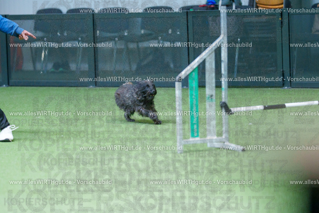 @allesWIRTHgut_Tierfotografie - www.allesWIRTHgut.de - 2604251127-7R500671 | Professionelle Tierfotografie in Mönchengladbach von Daniel Wirth (allesWIRTHgut). Liebevolle & natürliche Bilder von Hunden & Katzen für unvergessliche Erinnerungen.